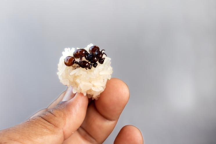 Michelin-starred chef faces jail over serving 49,000 ants to diners