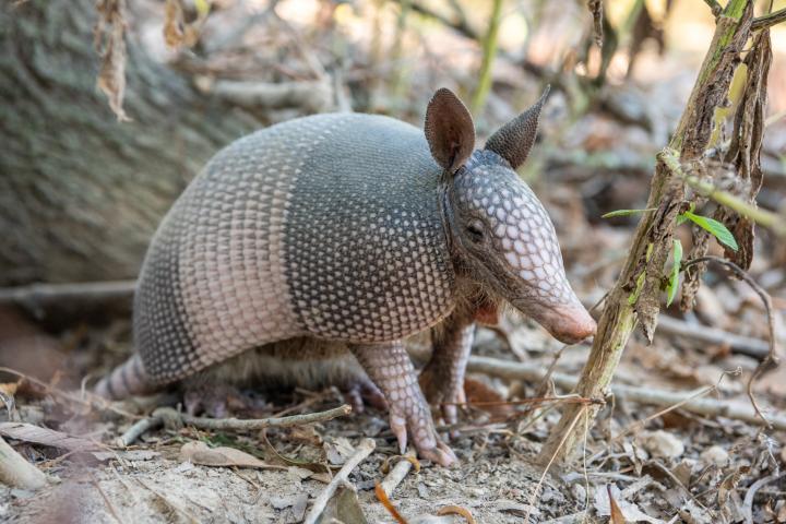 Biblical disease resurfaces in Florida as experts link rise in cases to armadillos