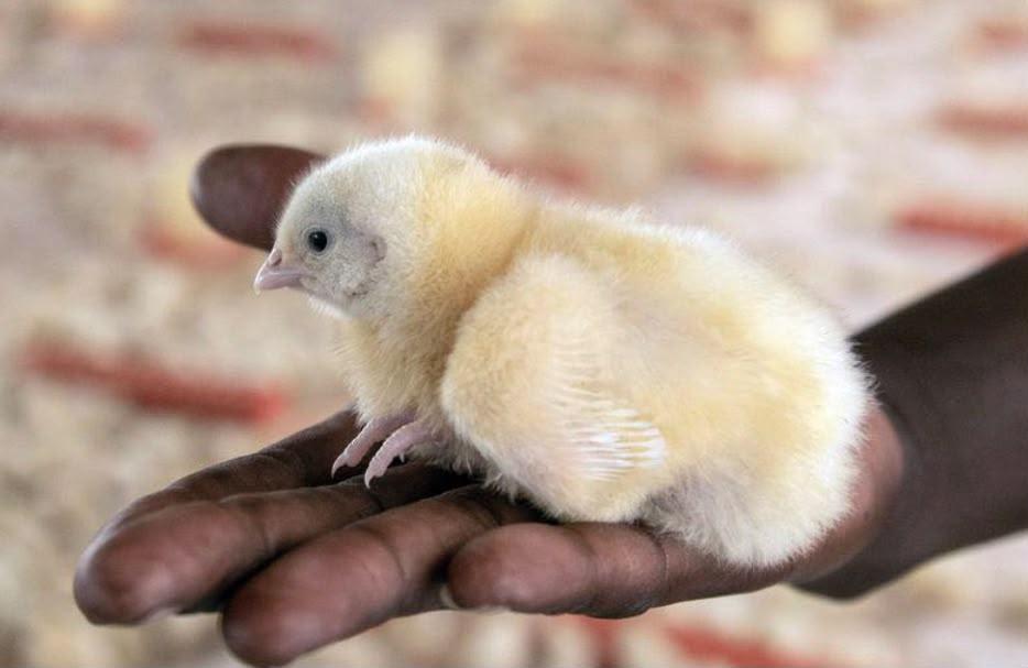 Zimbabwe Farmers Accused of Feeding ARVs to Chickens to Boost Growth